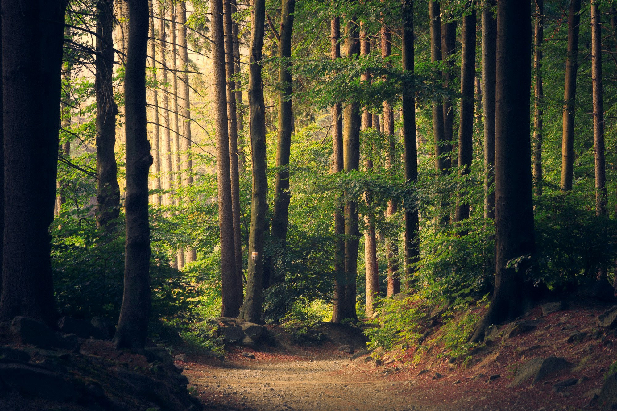 Sunlight falling through a green forest canopy